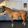 Horse image