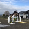 Horse image