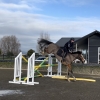 Horse image