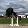Horse image