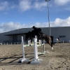 Horse image