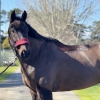 Horse image