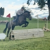 Horse image