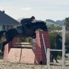 Horse image