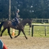 Horse image