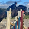 Horse image