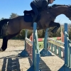 Horse image