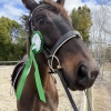 Horse image