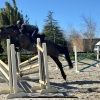 Horse image