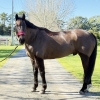 Horse image