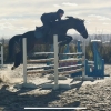 Horse image