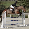 Horse image