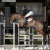 Horse image