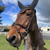 Horse image