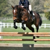 Horse image