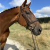 Horse image