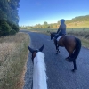 Horse image