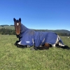 Horse image