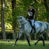 Horse image