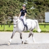 Horse image