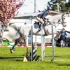 Horse image