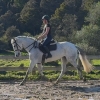 Horse image