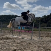 Horse image
