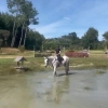 Horse image
