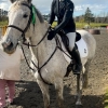 Horse image