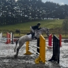 Horse image
