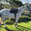 Horse image