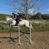 Horse image