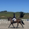Horse image