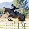 Horse image