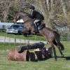 Horse image