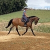 Horse image
