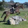 Horse image