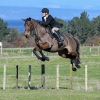 Horse image