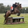 Horse image