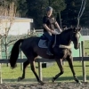 Horse image