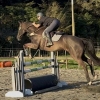 Horse image