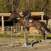 Horse image