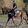 Horse image
