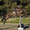 Horse image