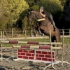 Horse image