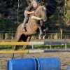 Horse image