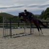 Horse image