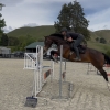 Horse image