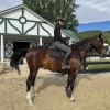 Horse image