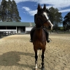 Horse image